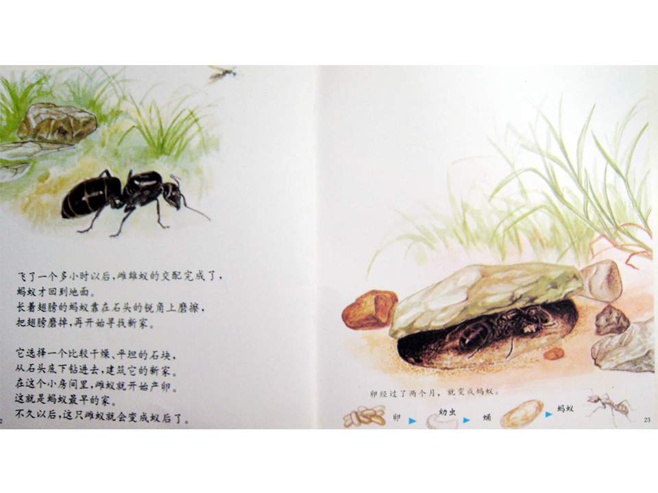 儿童绘本故事推荐世界优秀科学图画书《蚂蚁》