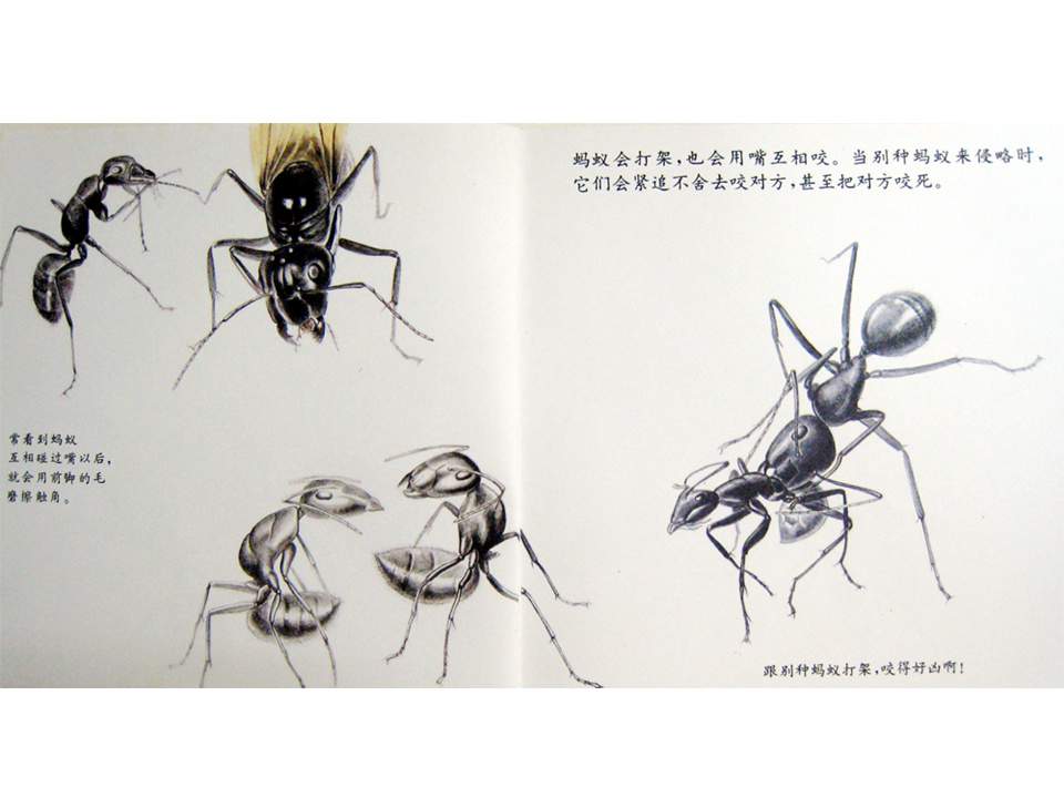 儿童绘本故事推荐世界优秀科学图画书《蚂蚁》