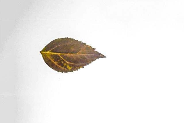 秋天树叶手工粘贴画大公鸡