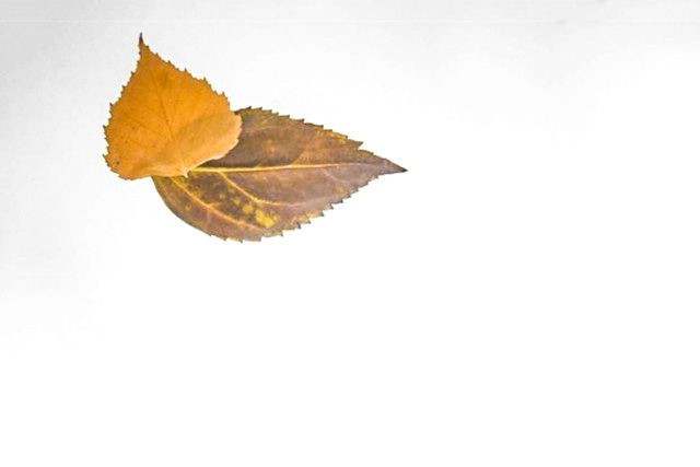 秋天树叶手工粘贴画大公鸡