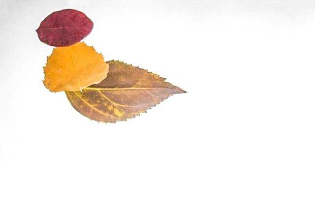 秋天树叶手工粘贴画大公鸡