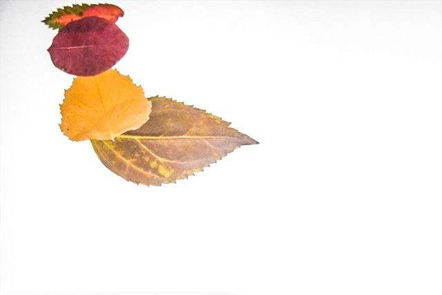 秋天树叶手工粘贴画大公鸡