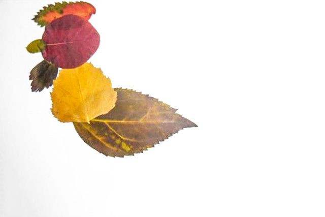 秋天树叶手工粘贴画大公鸡