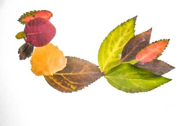 秋天树叶手工粘贴画大公鸡