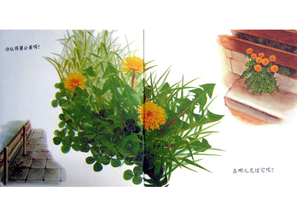 儿童绘本故事推荐世界优秀科学图画书《蒲公英》