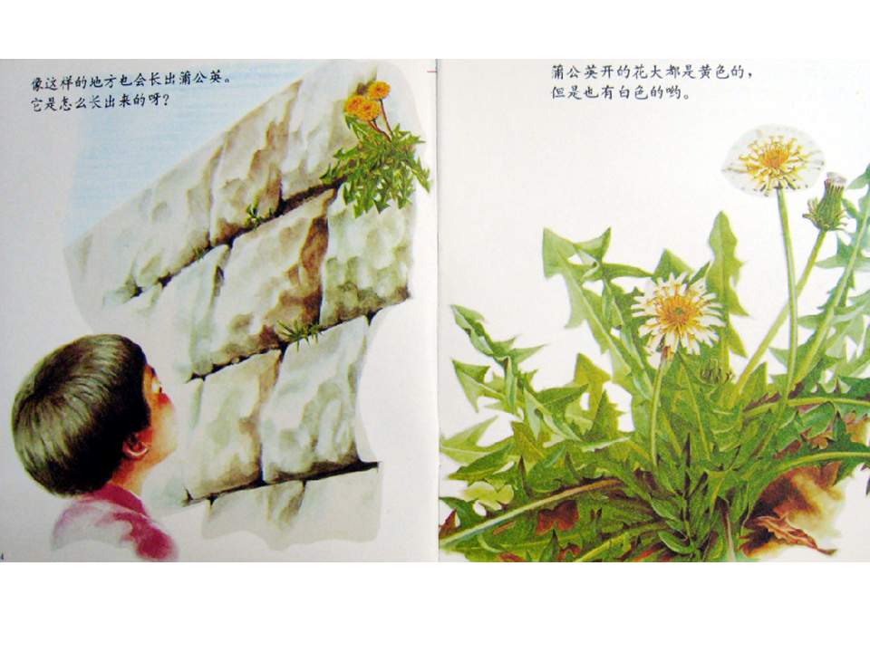 儿童绘本故事推荐世界优秀科学图画书《蒲公英》