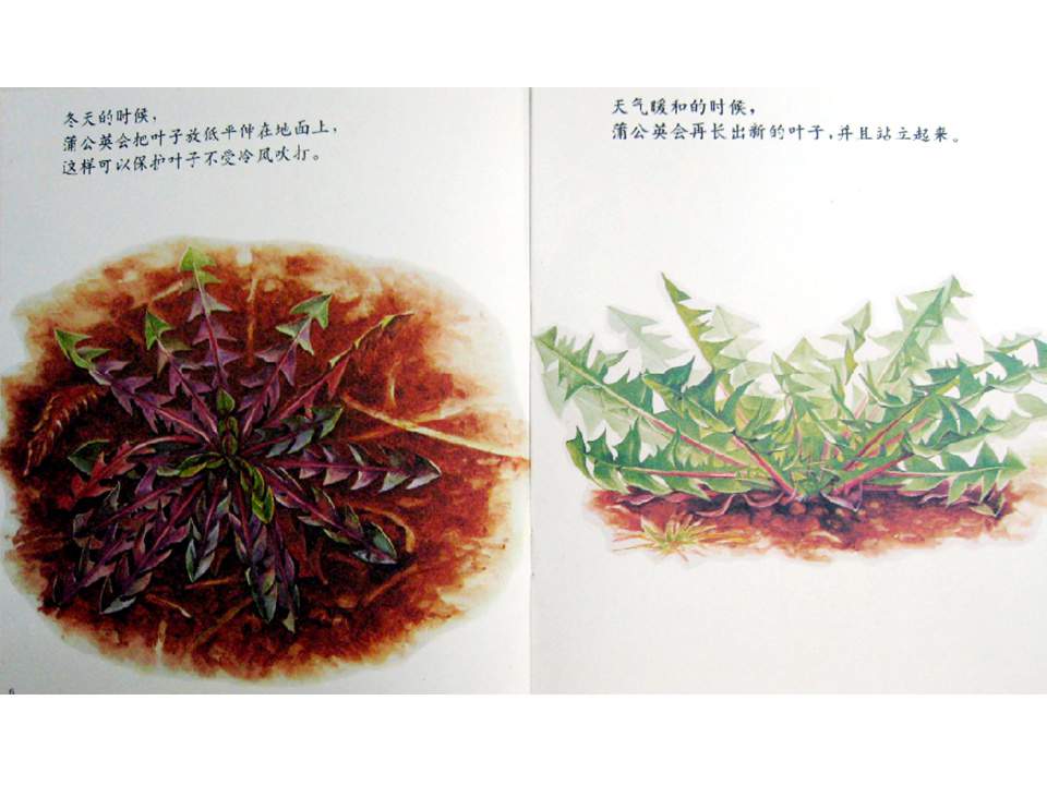 儿童绘本故事推荐世界优秀科学图画书《蒲公英》