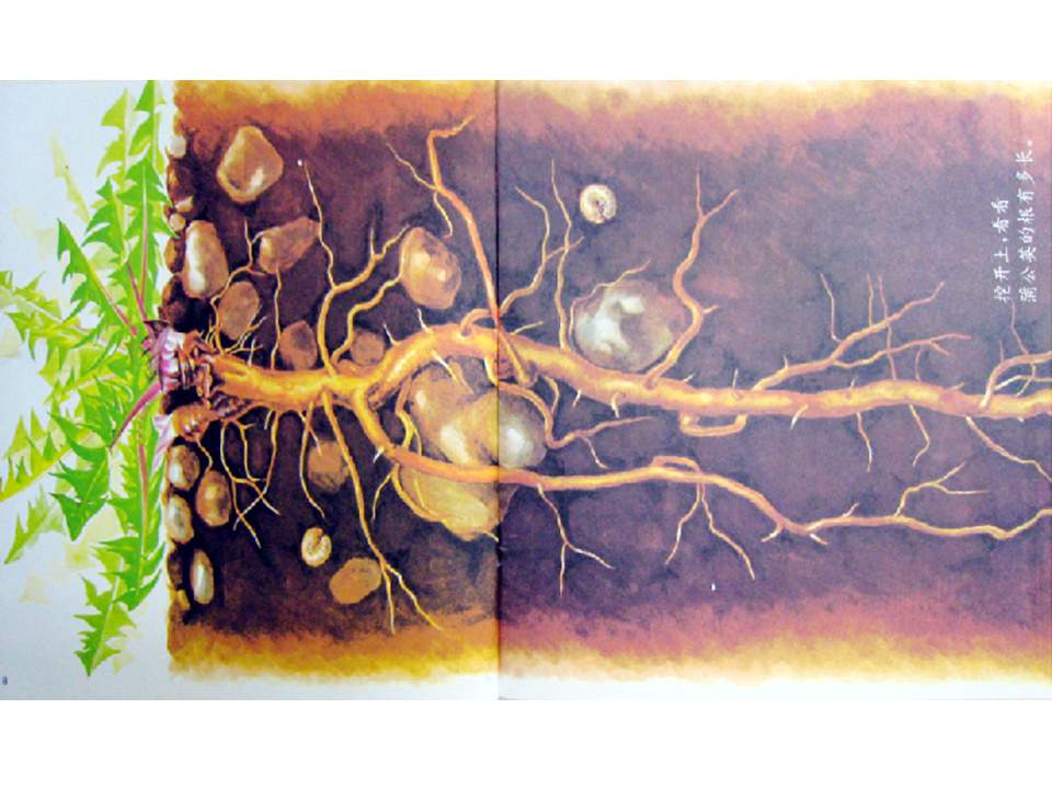 儿童绘本故事推荐世界优秀科学图画书《蒲公英》