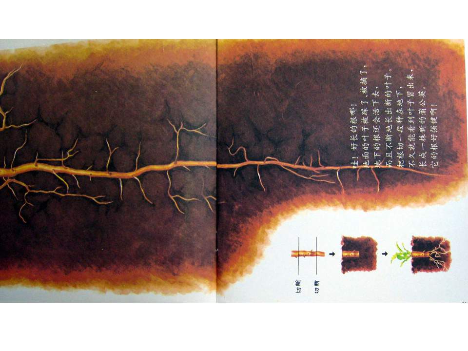 儿童绘本故事推荐世界优秀科学图画书《蒲公英》