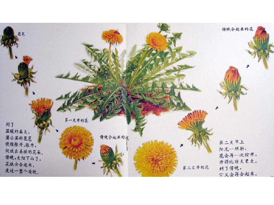 儿童绘本故事推荐世界优秀科学图画书《蒲公英》