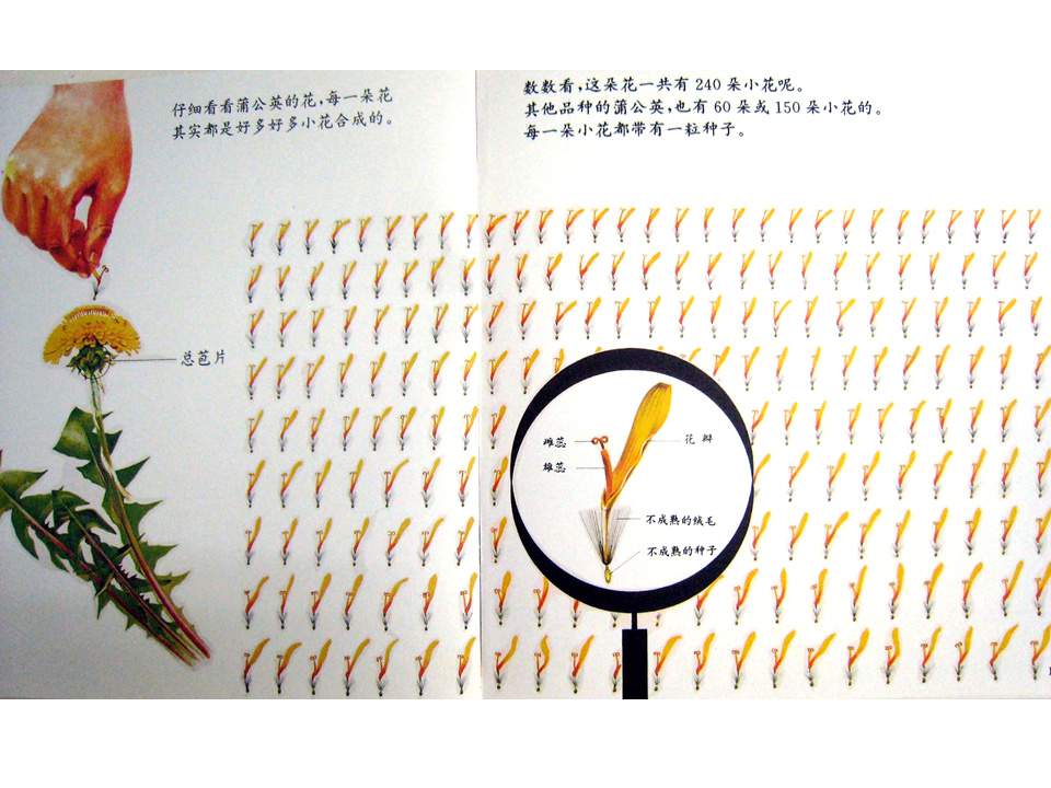 儿童绘本故事推荐世界优秀科学图画书《蒲公英》