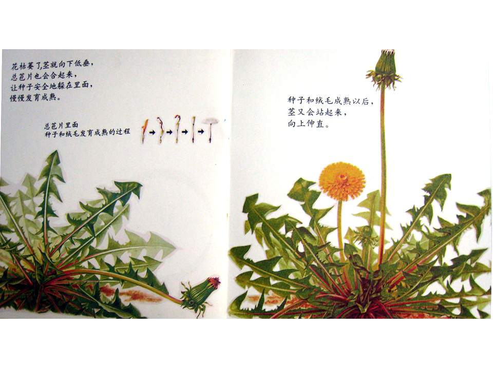 儿童绘本故事推荐世界优秀科学图画书《蒲公英》