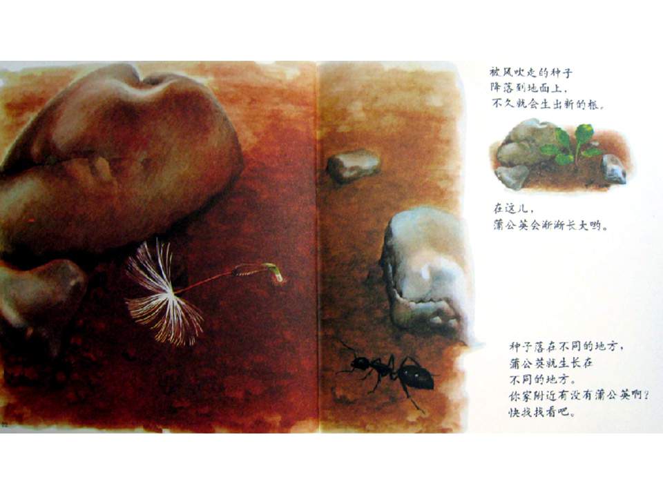 儿童绘本故事推荐世界优秀科学图画书《蒲公英》