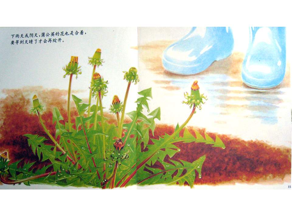 儿童绘本故事推荐世界优秀科学图画书《蒲公英》