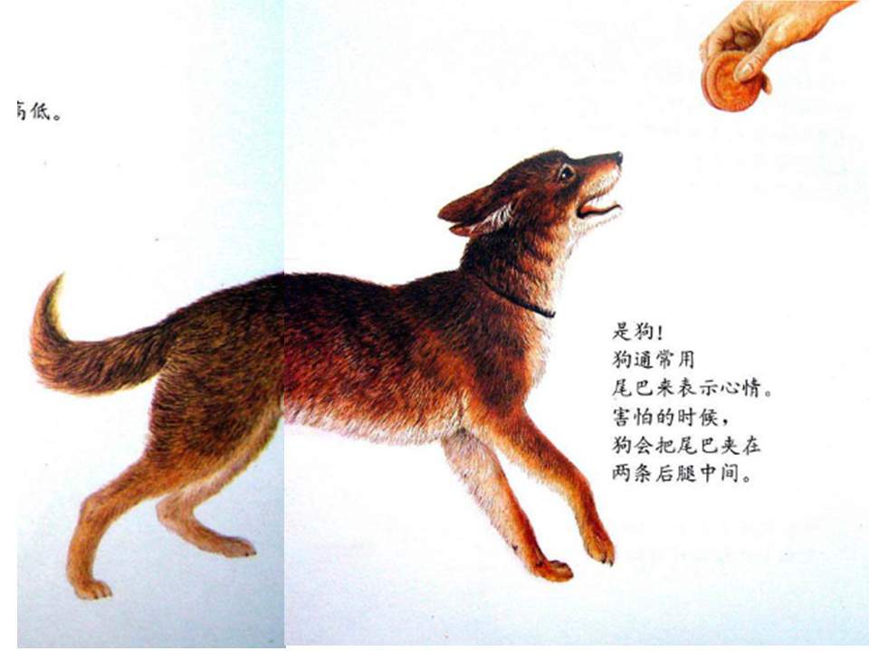 儿童绘本故事推荐世界优秀科学图画书《奇妙的尾巴》