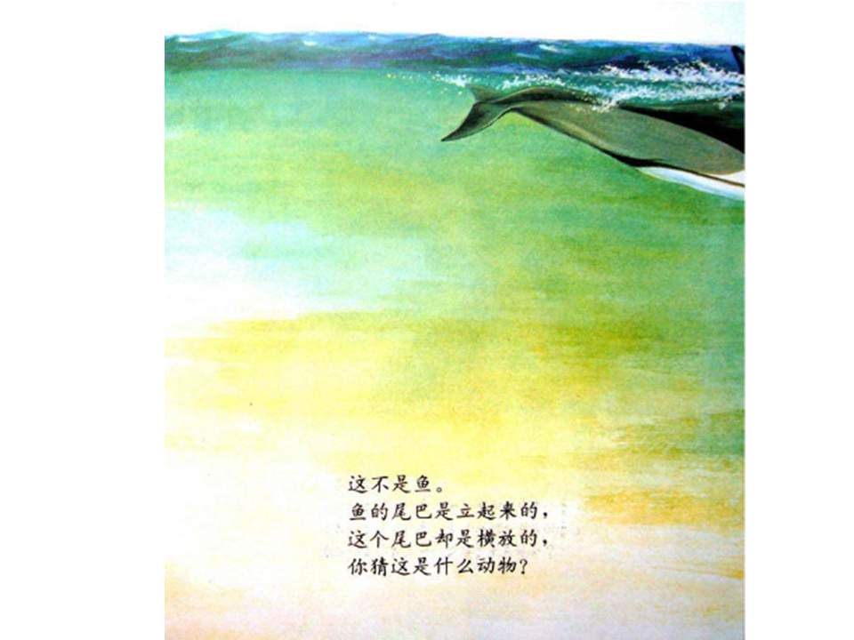 儿童绘本故事推荐世界优秀科学图画书《奇妙的尾巴》