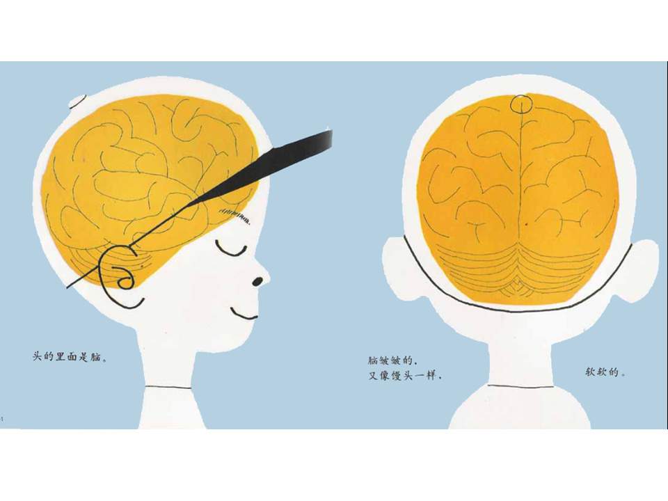 儿童绘本故事推荐世界优秀科学图画书《我们的头脑》