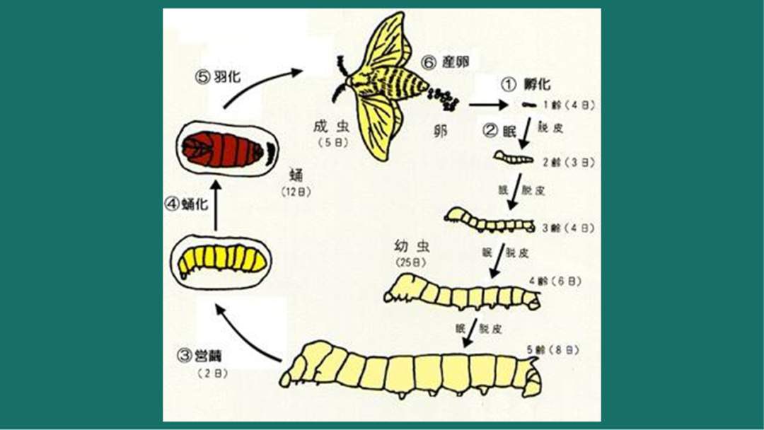 幼儿园大班语言教案：蚕宝宝