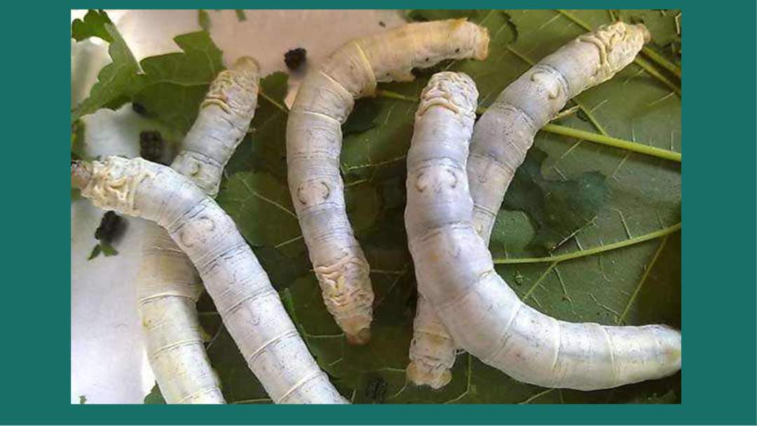 幼儿园大班语言教案：蚕宝宝