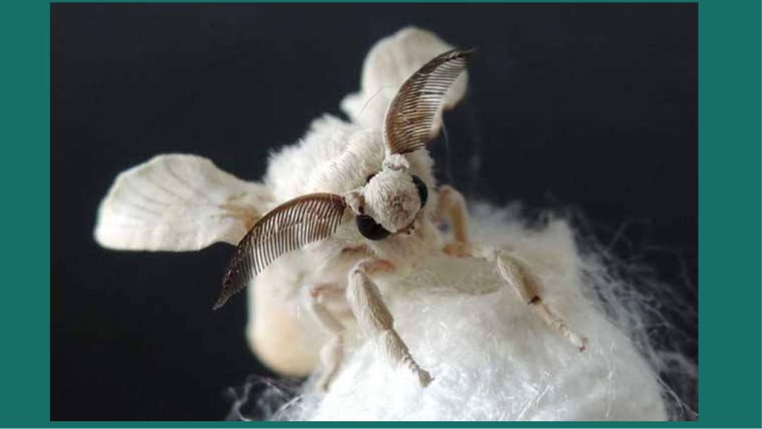 幼儿园大班语言教案：蚕宝宝