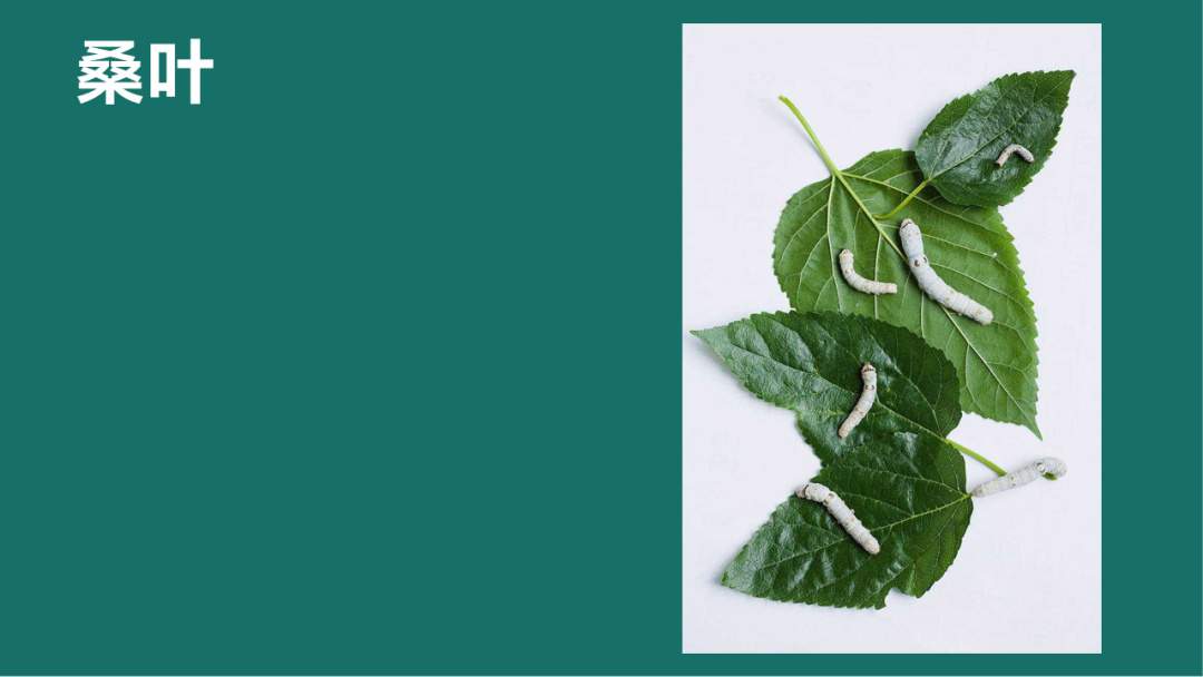 幼儿园大班语言教案：蚕宝宝