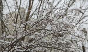 关于第一场雪的作文：期盼第一场雪作文650字