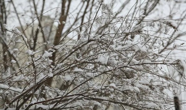 关于第一场雪的作文：期盼第一场雪作文650字