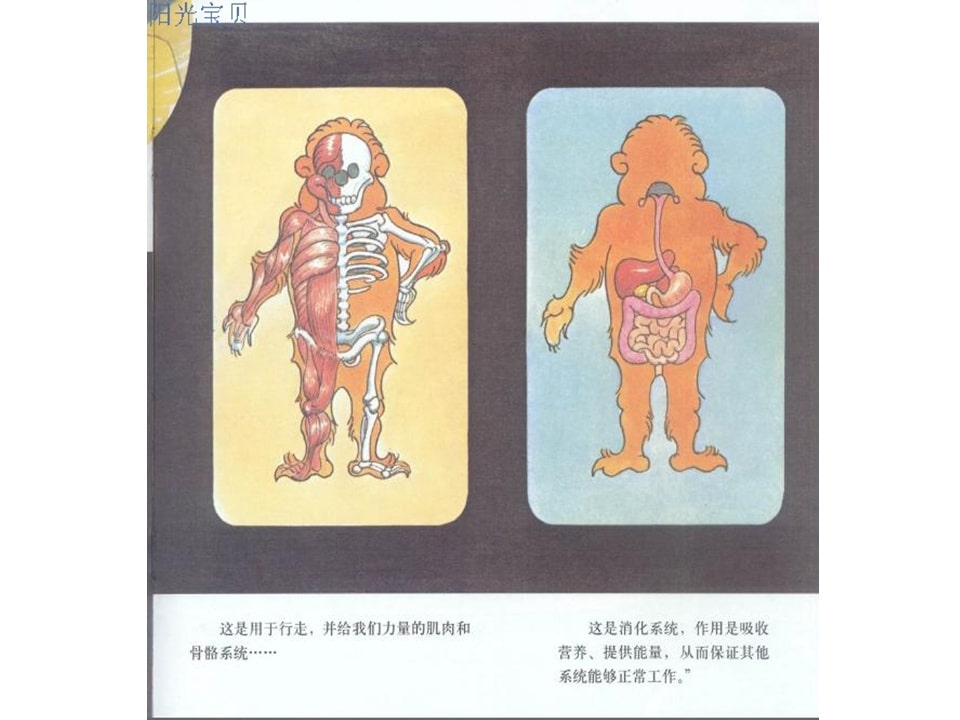 幼儿园绘本故事推荐贝贝熊系列丛书《科学饮食》