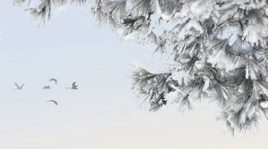 关于冬天的古诗词，体会古人眼中的冬天