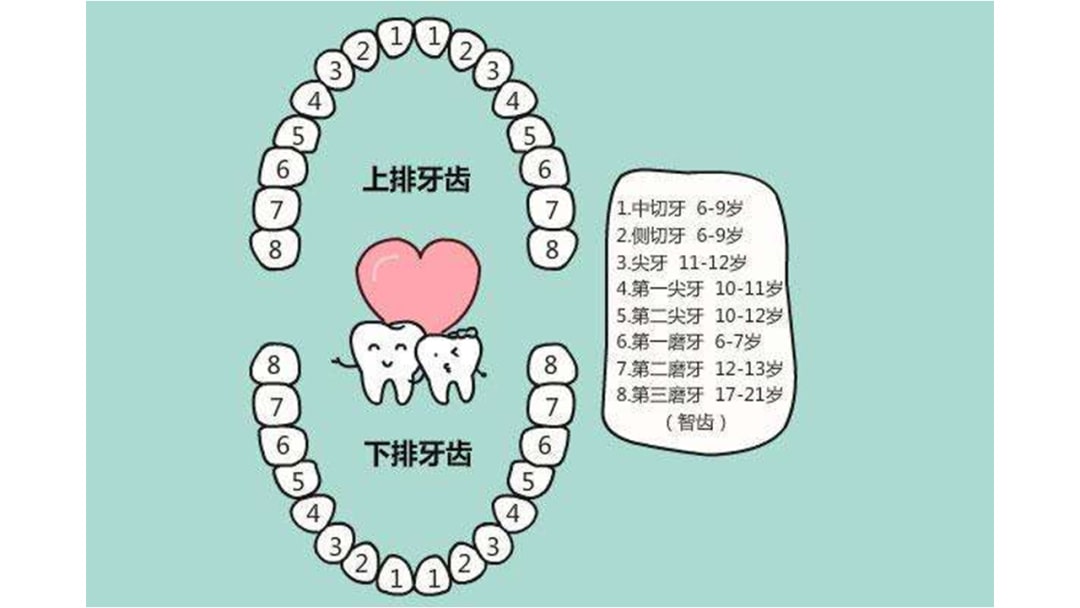 幼儿园幼小衔接健康教案：换牙啦