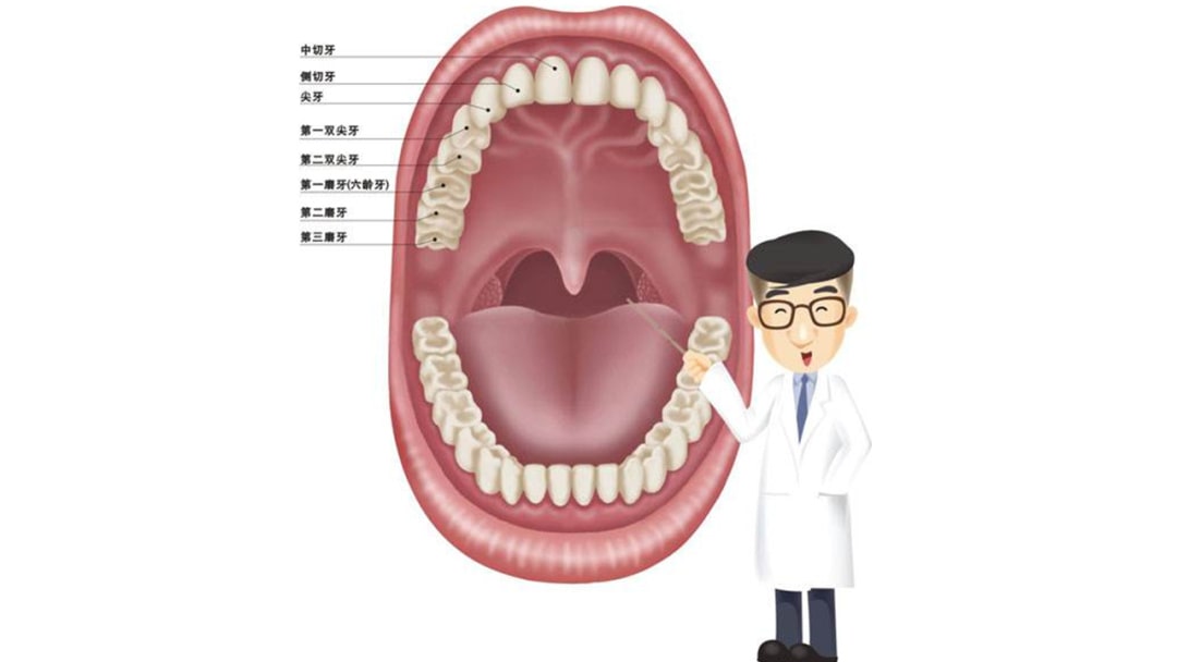 幼儿园幼小衔接健康教案：换牙啦