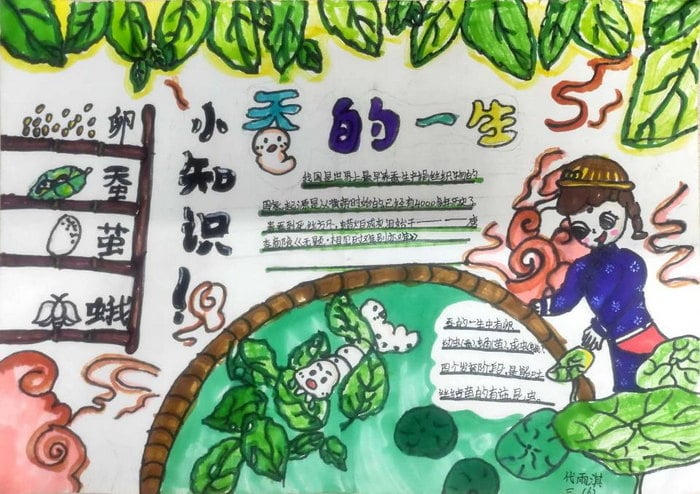 蚕的一生手抄报三年级