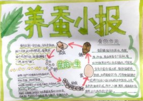 蚕的一生手抄报三年级（精选10张）