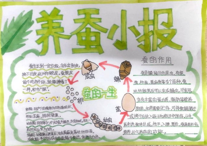 蚕的一生手抄报三年级