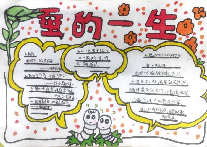 蚕的一生手抄报三年级