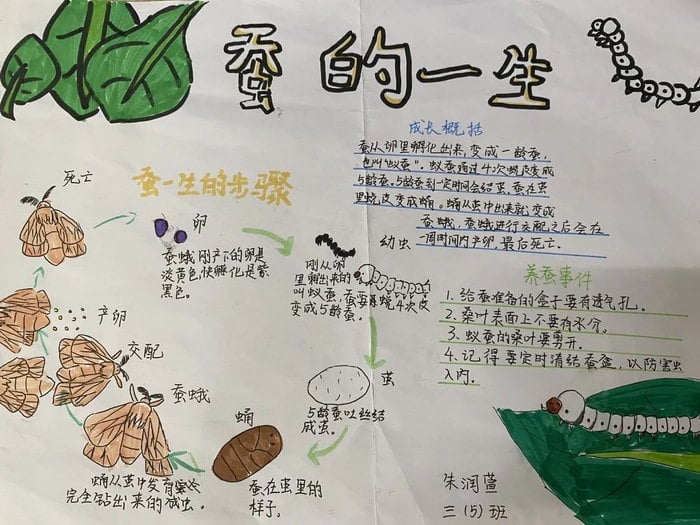 蚕的一生手抄报三年级
