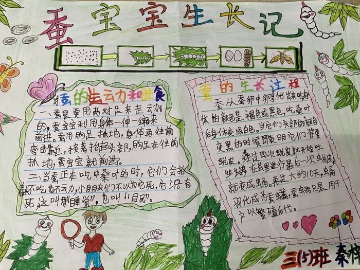 蚕的一生手抄报三年级
