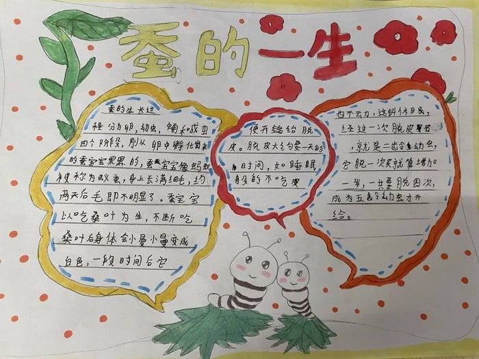 蚕的一生手抄报三年级