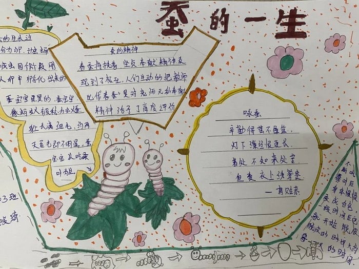 蚕的一生手抄报三年级