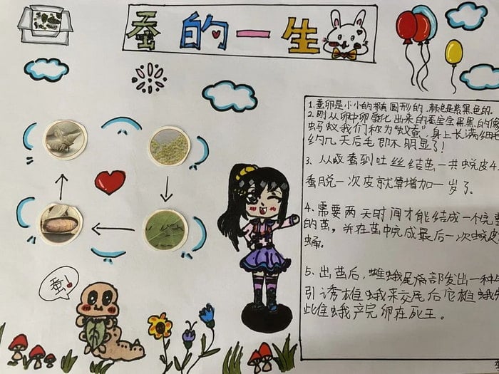 蚕的一生手抄报三年级