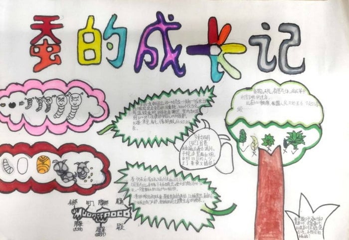 蚕的一生手抄报三年级