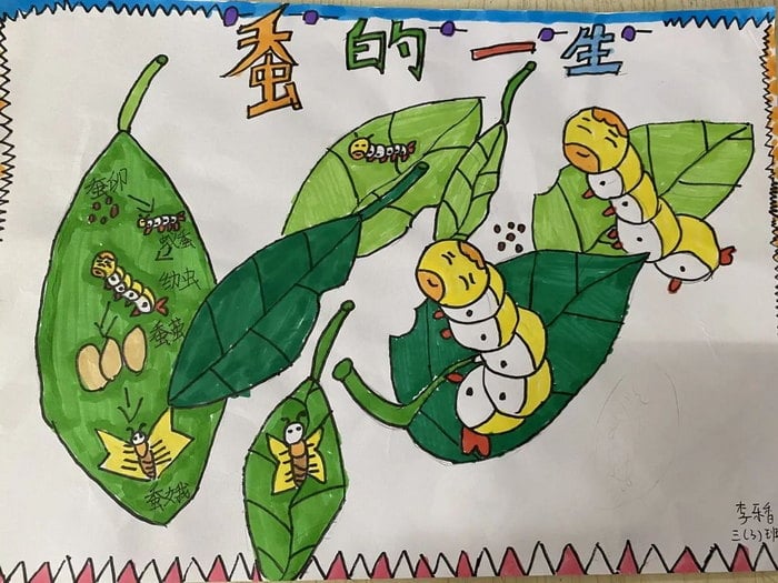 蚕的一生手抄报三年级