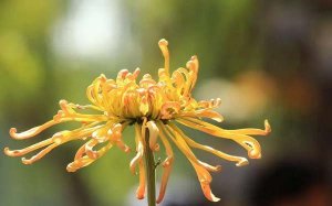 菊花的作文500字作文说明文