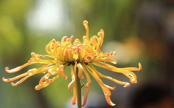 菊花的作文500字作文说明文