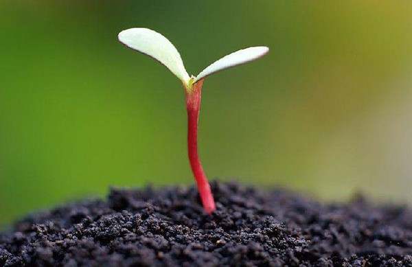 生命的意义作文400字