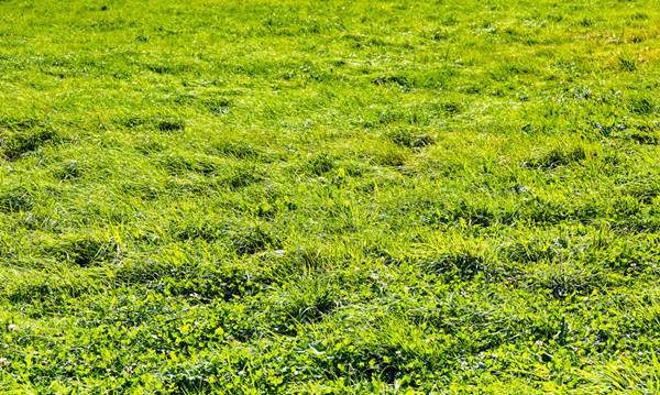 软绵绵造句 用软绵绵造句子