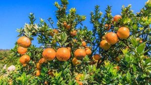 橘子作文400字优秀