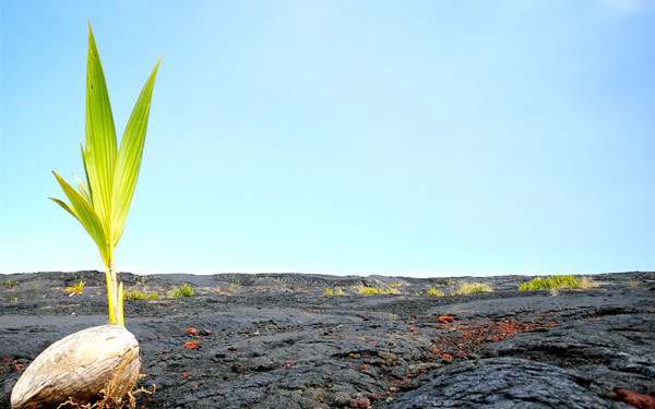 顽强造句 用顽强造句子