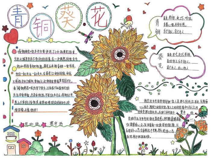 四年级青铜葵花手抄报图片及内容
