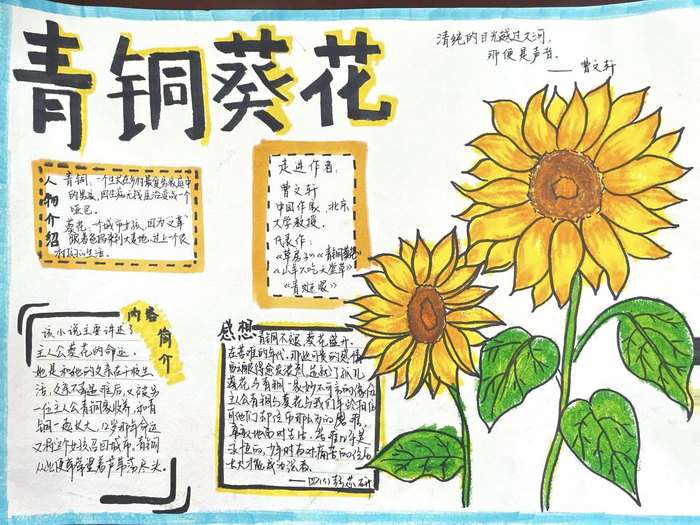 四年级青铜葵花手抄报图片及内容